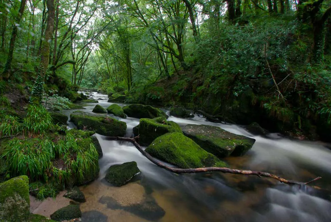 Bodmin Moor and Golitha Falls near Ta Mill