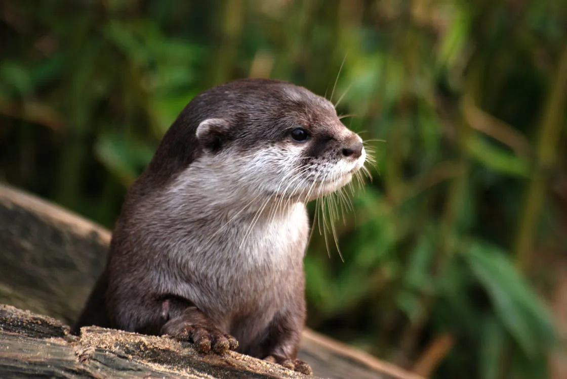 Tamar Otter & Wildlife Centre